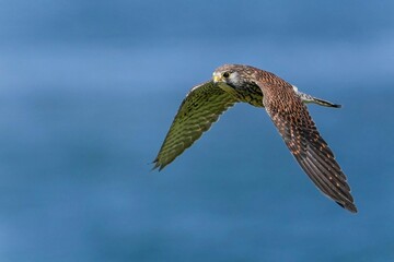 青空映す水面をバックに悠然と飛ぶチョウゲンボウ メス