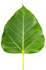 Bodhi leaf on white background, Branch of green Bodhi leaf isolate on a white PNG File