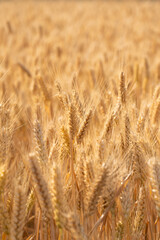 golden wheat field. Ears of golden wheat close up.