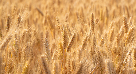 golden wheat field. Ears of golden wheat close up.