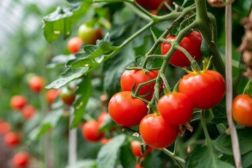 Fototapeta premium Red tomatoes on a branch in a greenhouse closeup Ripe tomatoes growing on a branch in a greenhouse, AI generated