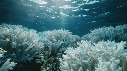 Coral bleaching event underwater, a direct effect of ocean warming.
