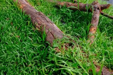 Fallen Tree trunk on the wild grass. felled tree trunks On the ground near the iron fence