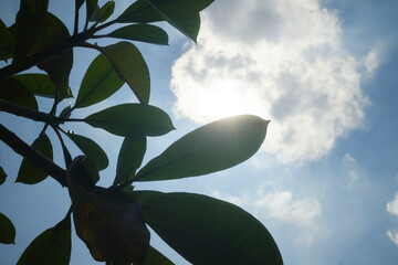 Silhouette of leaves against a bright blue sky with clouds and sunlight. Close up shot view of...