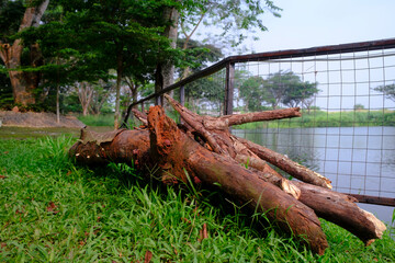 Fallen Tree trunk on the wild grass. felled tree trunks On the ground near the iron fence