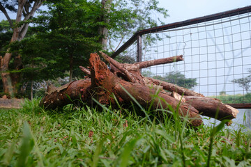 Fallen Tree trunk on the wild grass. felled tree trunks On the ground near the iron fence
