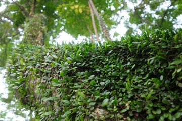 Pyrrosia Eleagnifolia, commonly known as the leather-leaf fern. Dragon scale Fern plant. Close up shot of green leaves plant on tree branch or trunk