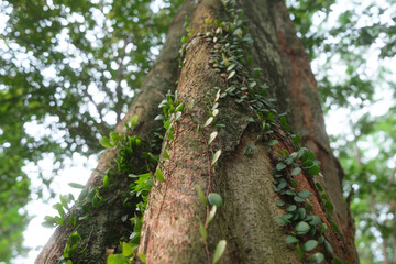 Obraz premium Pyrrosia Eleagnifolia, commonly known as the leather-leaf fern. Dragon scale Fern plant. Close up shot of green leaves plant on tree branch or trunk