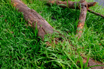 Fallen Tree trunk on the wild grass. felled tree trunks On the ground near the iron fence