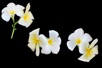 Beautiful white flowers Plumeria (Frangipani) isolated on black background.Plumeria or Frangipani or Temple tree flower. Close up white-pink frangipani flowers bouquet isolated on black background.