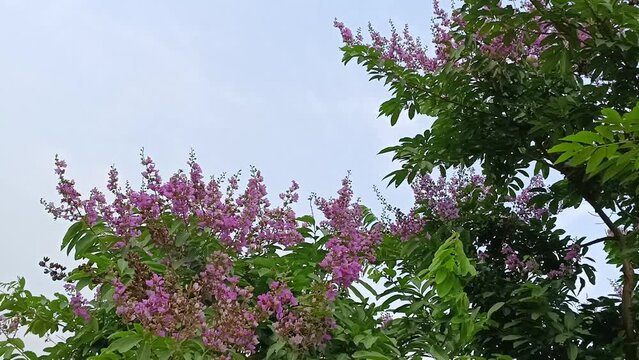 Queen's Flower, Jarul, Giant Crape-myrtle, Queen's Crape-myrtle, Banab&aacute; Plant, Pride of India, Lagerstroemia speciosa