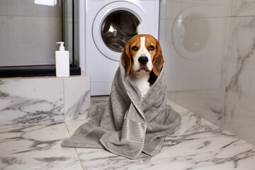 Beagle dog in a grey towel after bathing. Interior of a modern bathroom. Concept of pet care.