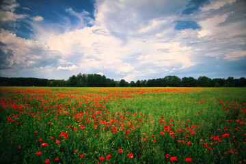 Mohnfeld - Mohn - Ecology - Beautiful summer day. Red poppy field. - Flowers Red poppies blossom on wild field. - Sunrise - Sunset - High quality photo