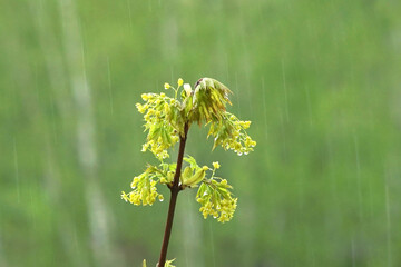 Maple branch with young leaves and inflorescences on a rainy day.