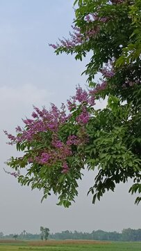 Queen's Flower, Jarul, Giant Crape-myrtle, Queen's Crape-myrtle, Banab&aacute; Plant, Pride of India, Lagerstroemia speciosa