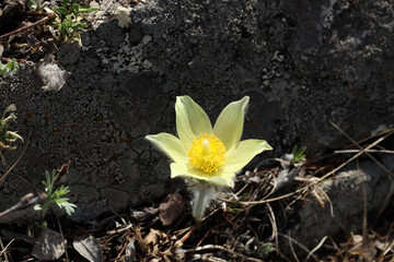 yellow snowdrop (lat.Pulsatilla orientali-sibirica) grows in spring near a stone covered with moss