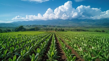 Lush banana plantation stretching towards mountains under a blue sky with fluffy white clouds