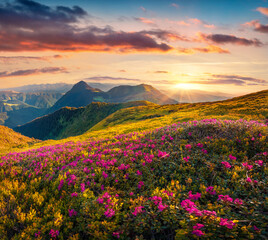 Spectacular sunrise on Chornogora mountain range. Blooming pink rhododendron flowers on Carpathian...