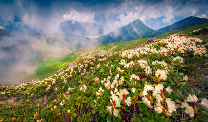 Spectacular summer scene of blooming white rhododendron flowers in misty Caucasus mountains. Exotic...