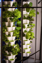vertical hydroponic gardens, tower hydroponic gardens using pipes