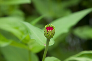Flower bud growing in nature. Flower background.