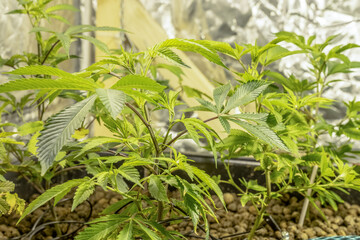 Obraz premium Medical Cannabis Sativa plants growing indoors Lab system legal light drugs medication medicine concept selective focus