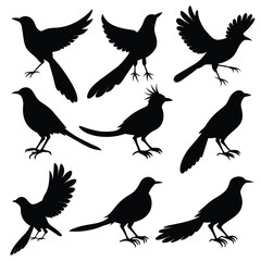 Set of Black Amazonian Royal Flycatcher Silhouette Vector on a white background