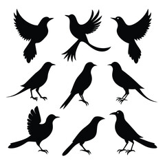 Set of Black Amazonian Royal Flycatcher Silhouette Vector on a white background