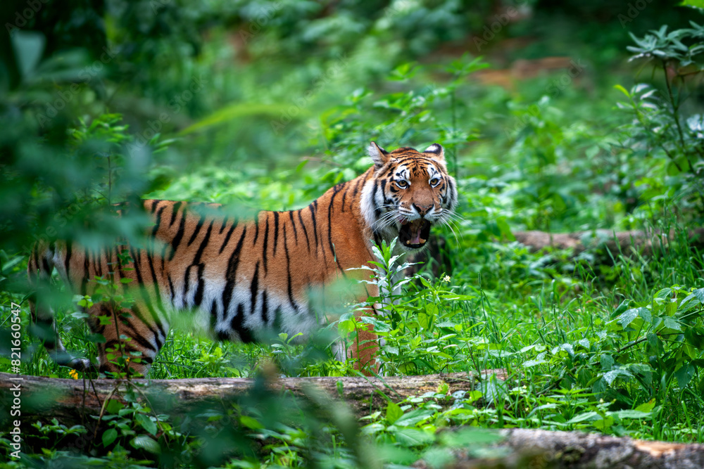 Wall mural Tiger male, wild animal in the natural habitat