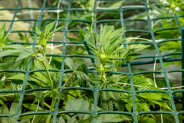 SoG Sea of Green net hemp cultivation technique Growing pot in growtent indoor Vegetative stage...