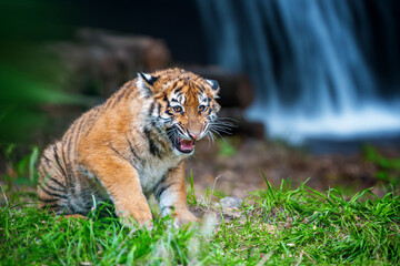 Tiger cub in the wild. Baby animal in green grass on waterfall background