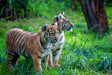 Two tigers cub in the wild.  Wild cat in nature habitat