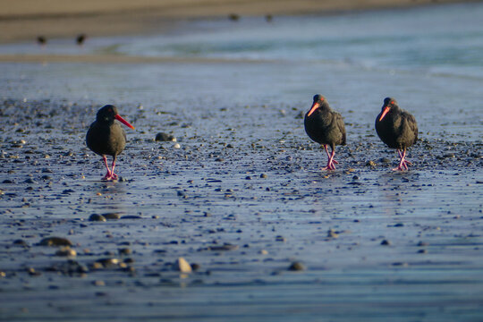 three variable oystercatchers (haematopus unipolar) walking on beach in morning sunshine