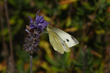 close up one Cabbage white butterfly (Pieris rapae) on lavender flower