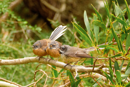 Two fledgling fantails and an adult fantail (rhipidura fuliginosa) perched together on a branch.