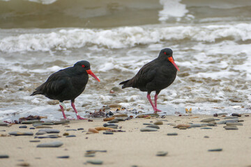 close up of a pair of variable oystercatchers (haematopus unipolar) standing on beach on edge of...
