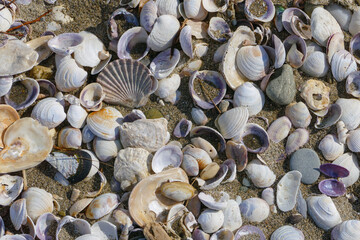 overhead closeup of shells on beach sunny day