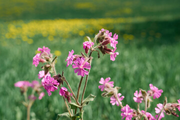 Flowers of Silene dioica of the meadows in May.