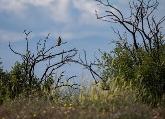 bird on a tree