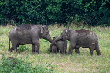 Fototapeta premium Herd of wild Asian elephants in beautiful nature.