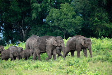 Fototapeta premium Herd of wild Asian elephants in beautiful nature.