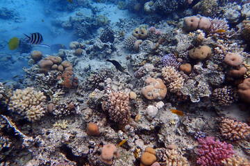 nice coral reef in the Egypt, Safaga