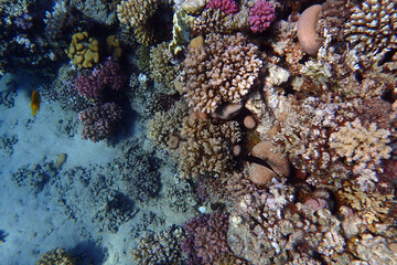nice coral reef in the Egypt, Safaga