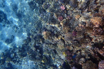 nice coral reef in the Egypt, Safaga