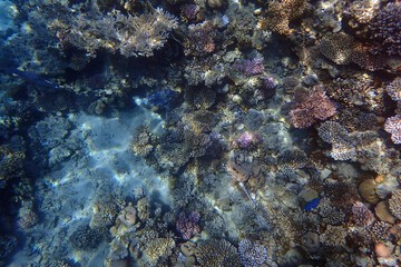 nice coral reef in the Egypt, Safaga