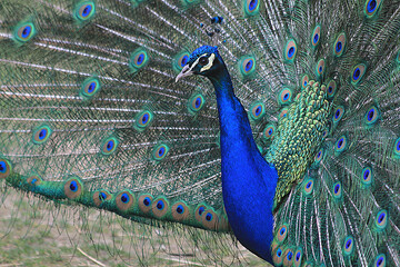 Naklejka premium nice big peacock