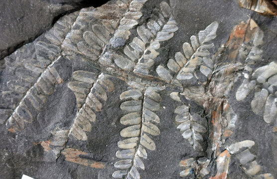 fern leaf fossil as nice background