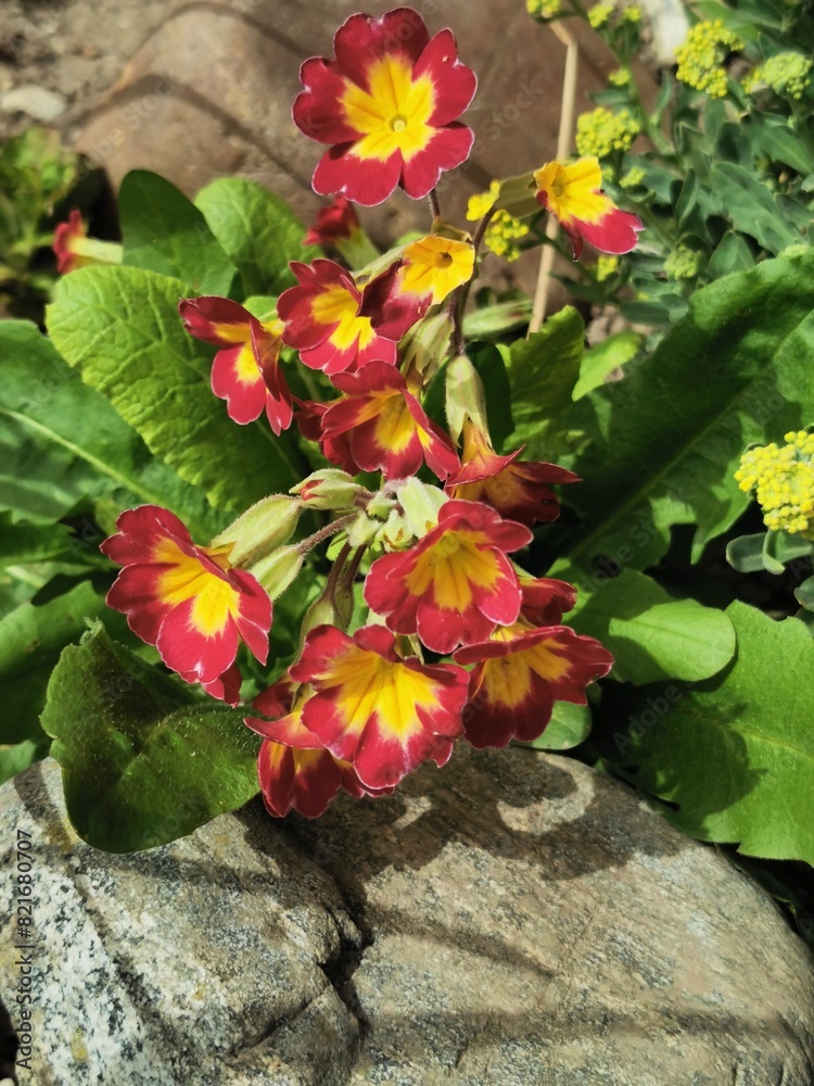 Canvas Prints red primrose in the spring garden