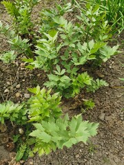 lovage plant in the spring