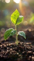 A young seedling emerges from the rich, dark soil, bathed in the light of the morning sun. Dewdrops glisten on the leaves, symbolizing new growth and fresh beginnings in a serene natural setting.